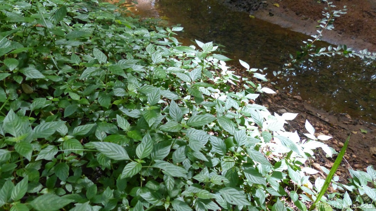 Monothecium aristatum (Nees) T.Anderson